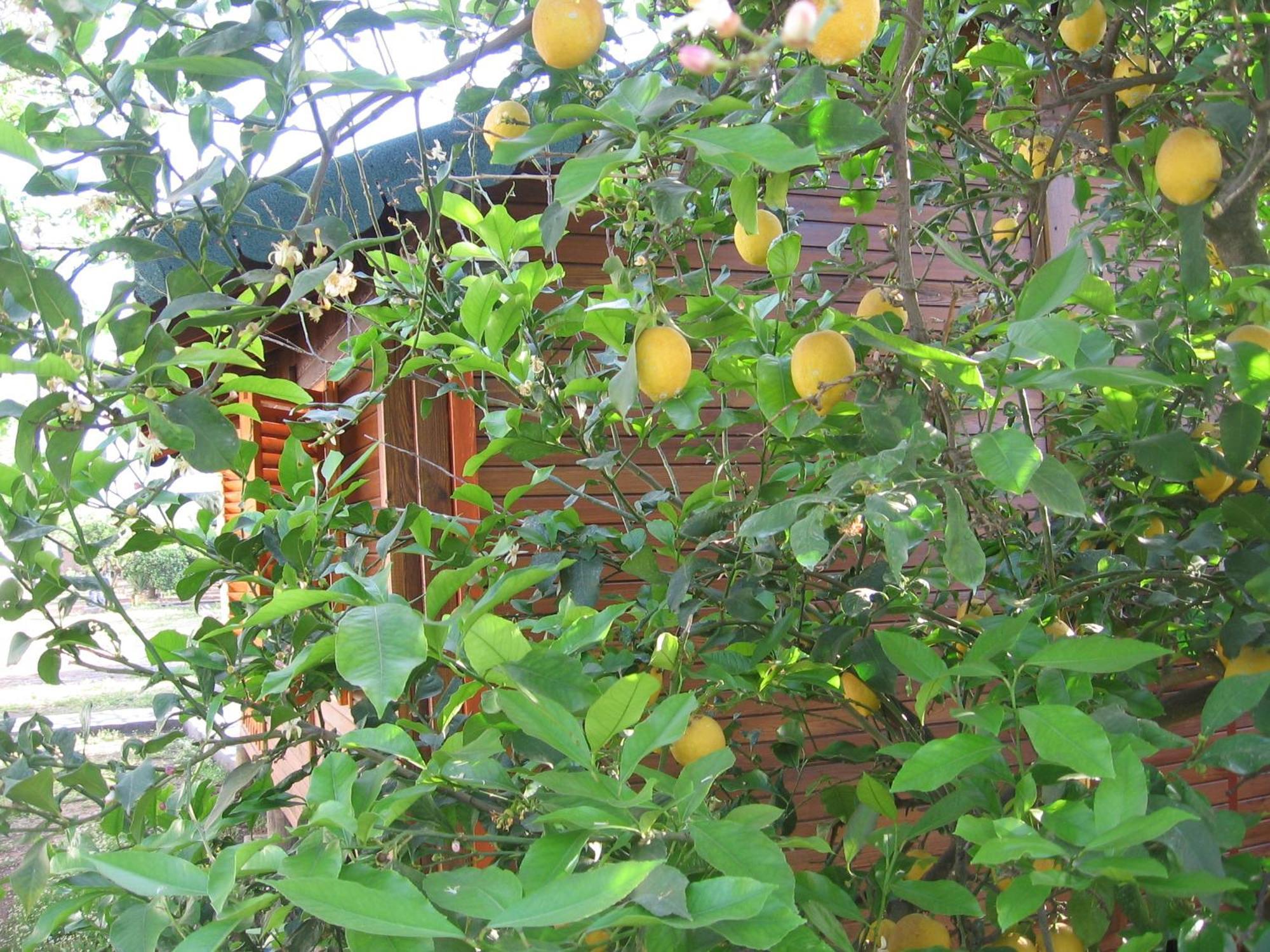 Ugur Pansiyon Bungalows Çıralı 外观 照片